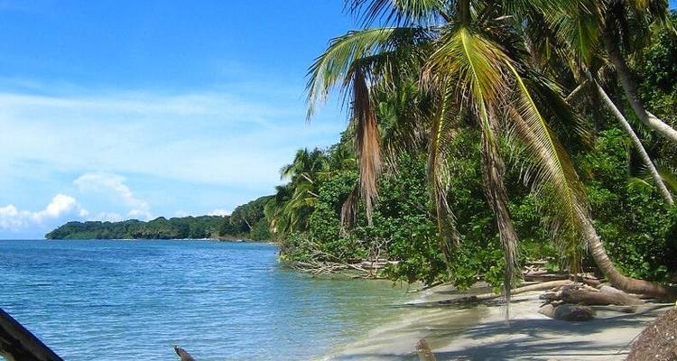 Entre deux côtes : Caraïbes, forêt nuageuse et aras rouge clair - DIAMIR Erlebnisreisen 6