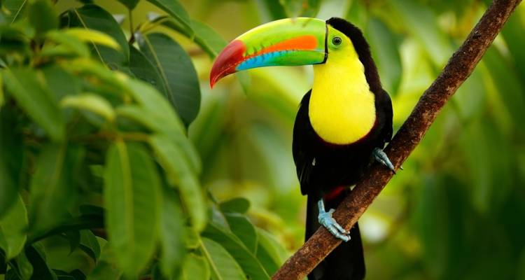 Entre deux côtes : Caraïbes, forêt nuageuse et aras rouge clair - DIAMIR Erlebnisreisen 7
