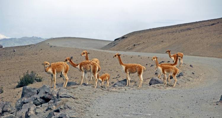 On the Road of Volcanoes - DIAMIR Erlebnisreisen 8