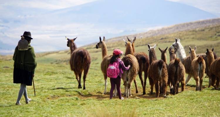 Eine Gruppe von Lamas, die von zwei Personen über eine Wiese geführt wird.