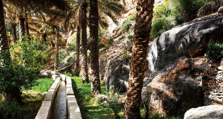 Lush oasis with palm trees and a small irrigation channel.