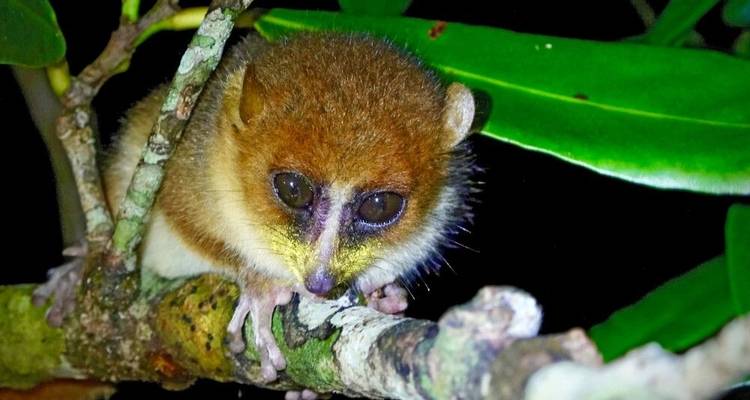 Safari des lémuriens et caméléons - DIAMIR Erlebnisreisen 6