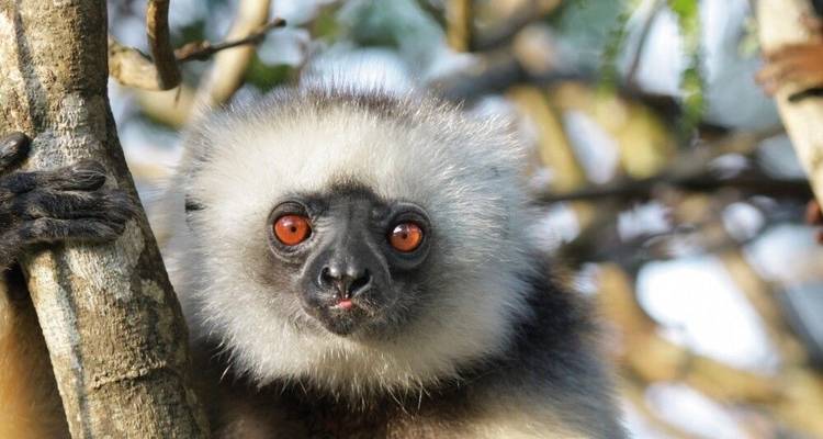 Safari des lémuriens et caméléons - DIAMIR Erlebnisreisen 10
