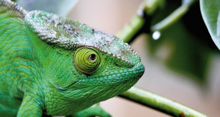 Gros plan d'un caméléon parmi des feuilles vertes.