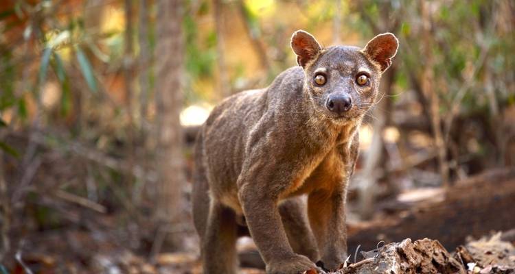 Fossa debout sur le sol forestier avec un regard perçant.