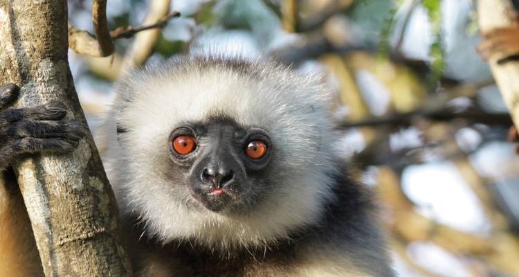 Lémurien regardant depuis un arbre avec des yeux saisissants.