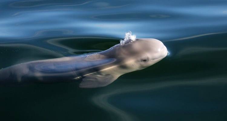 Osos polares y belugas en el río Churchill - DIAMIR Erlebnisreisen 5