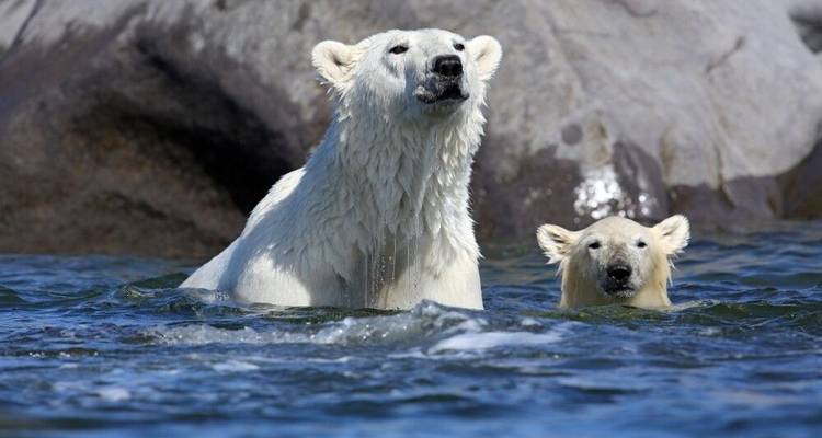 Osos polares y belugas en el río Churchill - DIAMIR Erlebnisreisen 2