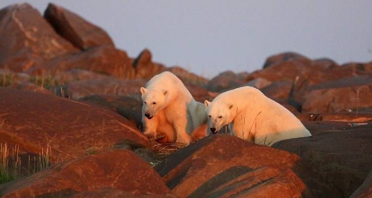 Osos polares y belugas en el río Churchill - DIAMIR Erlebnisreisen 3