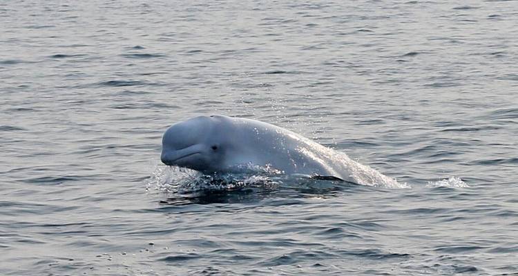Osos polares y belugas en el río Churchill - DIAMIR Erlebnisreisen 4
