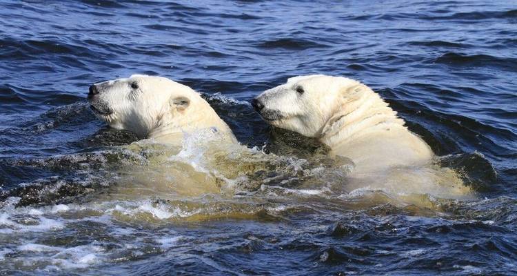 Osos polares y belugas en el río Churchill - DIAMIR Erlebnisreisen 6