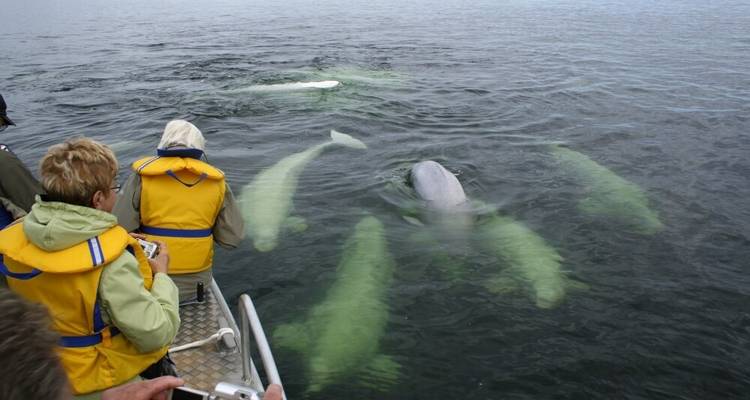 Osos polares y belugas en el río Churchill - DIAMIR Erlebnisreisen 7