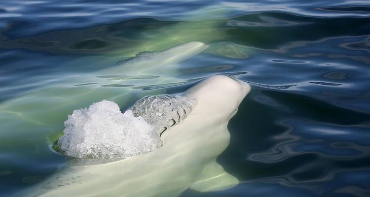Osos polares y belugas en el río Churchill - DIAMIR Erlebnisreisen 8