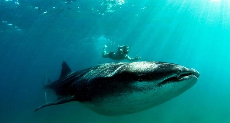 Mantas, Matapa y Marrabenta - DIAMIR Erlebnisreisen 3