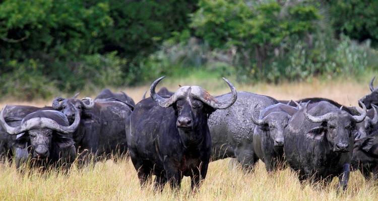 Herd of African buffalo in a grassy field.