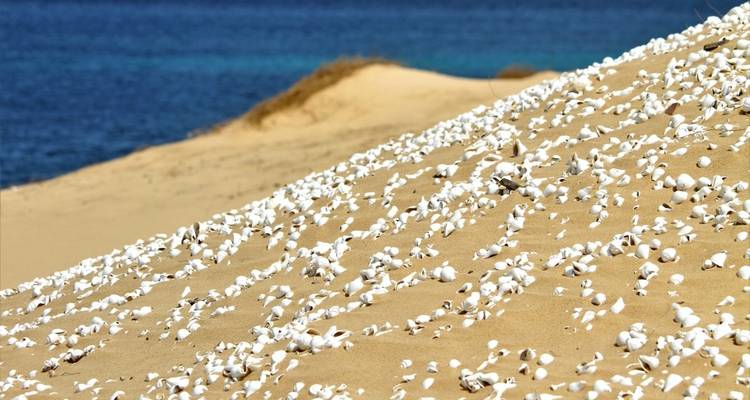 Seashells scattered on a sandy dune with the ocean in the background.