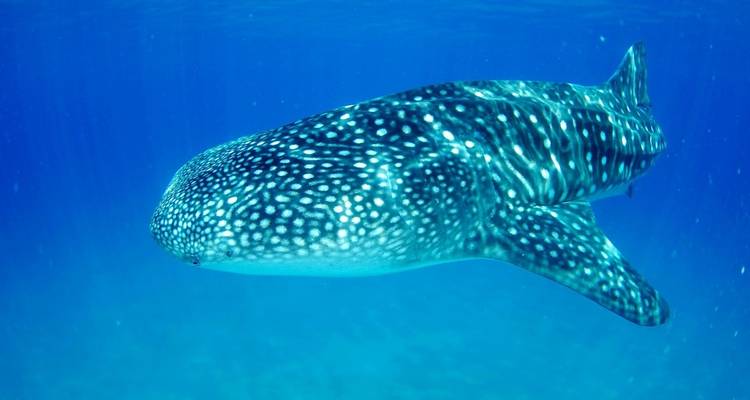 Whale shark swimming underwater.