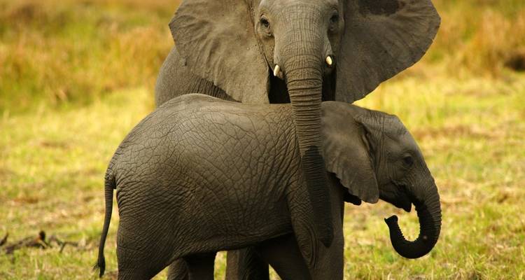 Two elephants, an adult and a baby, standing in a grassy area.
