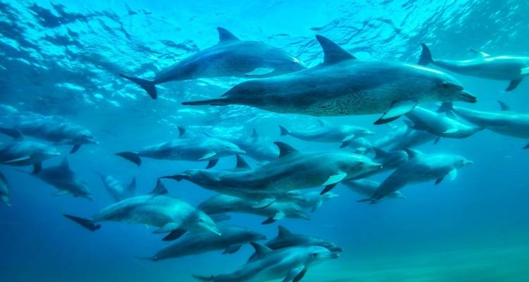 School of dolphins swimming underwater.