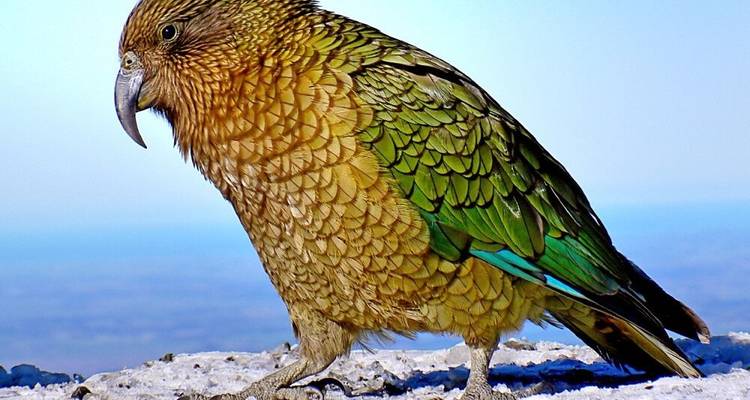 Naturaleza pura en el extremo más bello del mundo - DIAMIR Erlebnisreisen 1