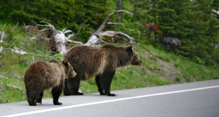 Les bisons, les cow-boys et les couleurs de Yellowstone - DIAMIR Erlebnisreisen 1
