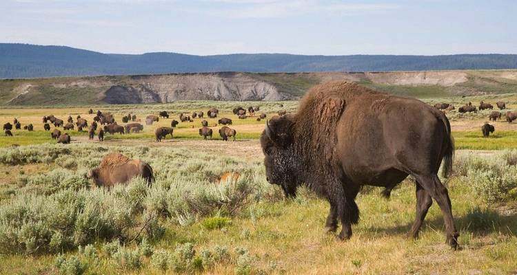 Les bisons, les cow-boys et les couleurs de Yellowstone - DIAMIR Erlebnisreisen 2