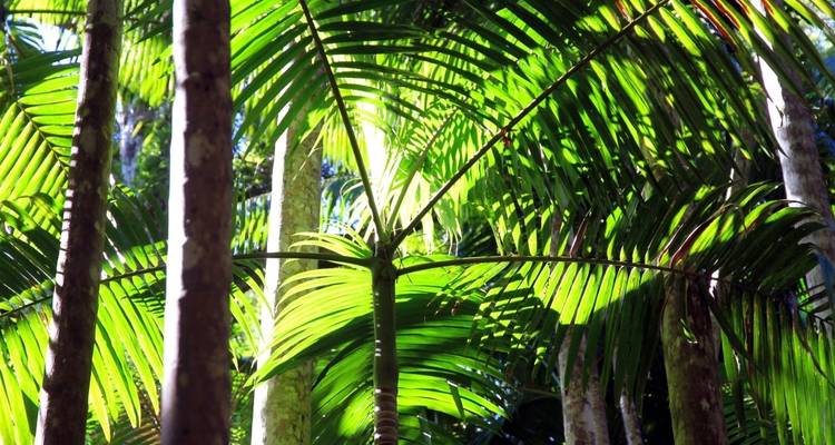 Feuilles de palmier vertes ensoleillées dans un cadre tropical.
