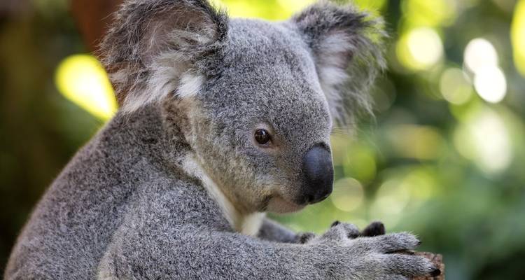 Gros plan d'un koala dans un environnement naturel, regardant vers l'avant.