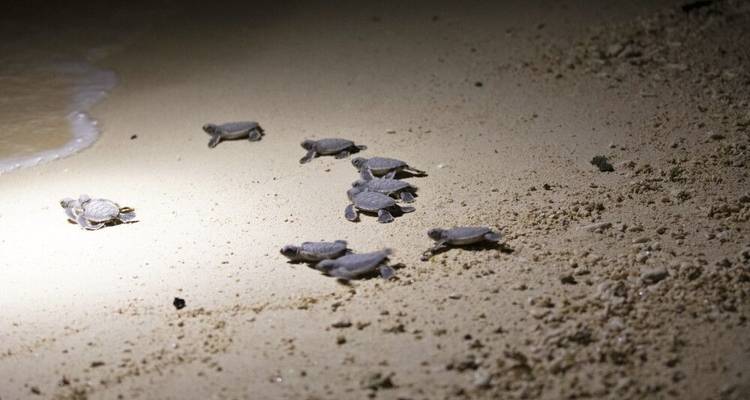 Sur la piste des derniers éléphants nains - DIAMIR Erlebnisreisen 1