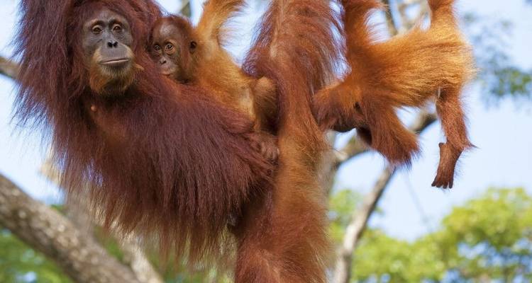 Sur la piste des derniers éléphants nains - DIAMIR Erlebnisreisen 2
