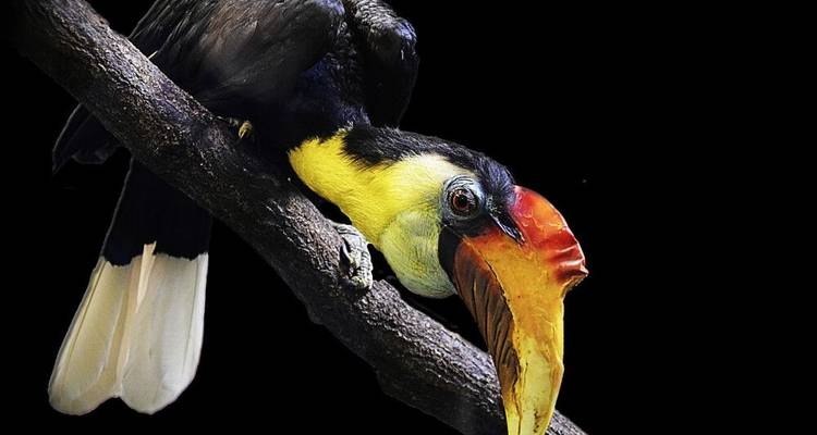 Sur la piste des derniers éléphants nains - DIAMIR Erlebnisreisen 3