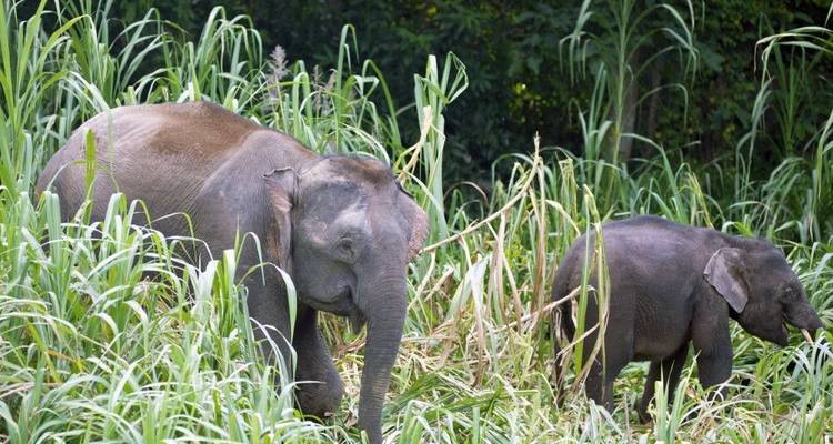 Sur la piste des derniers éléphants nains - DIAMIR Erlebnisreisen 8