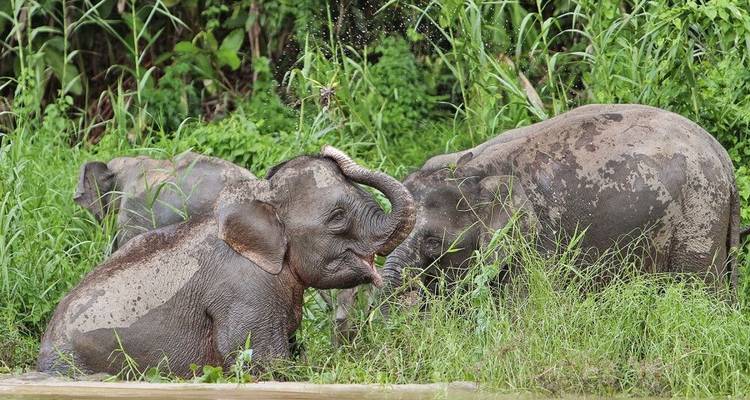 Sur la piste des derniers éléphants nains - DIAMIR Erlebnisreisen 10