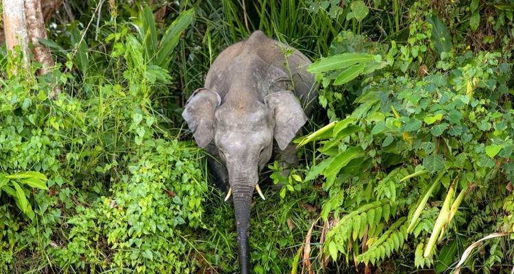 Jeune éléphant parmi un feuillage dense.