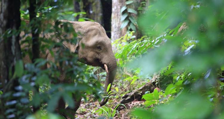 Éléphant marchant à travers une jungle dense.