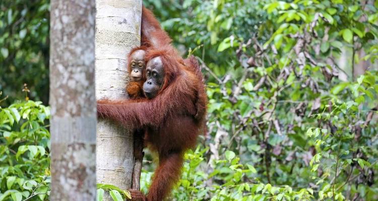 Orang-outan avec son bébé accroché à un arbre dans une forêt.