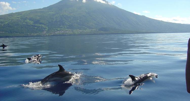 Dolphins swimming near a calm sea with a mountain in the background.