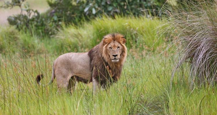 Un lion debout dans les hautes herbes.