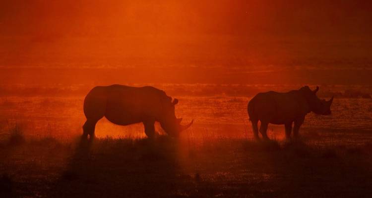Silhouette de deux rhinocéros au coucher du soleil.