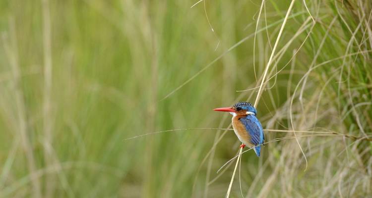 Colorful kingfisher perched on tall grass.