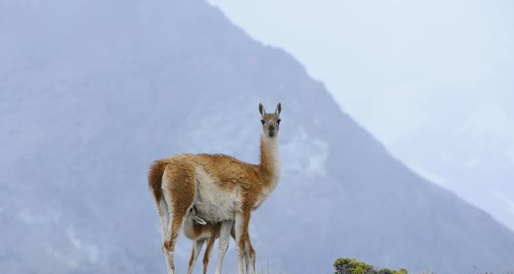 Guanaco parado en un paisaje montañoso.