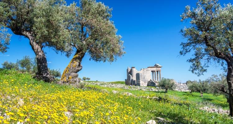 Ruins of an ancient temple amongst olive trees and wildflowers.