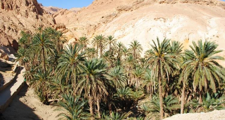 Lush oasis with date palms in a desert landscape.