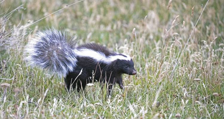 Mouffette marchant dans un champ herbeux.