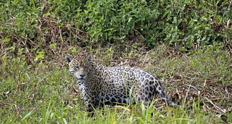 Jaguar debout dans une zone verdoyante luxuriante.
