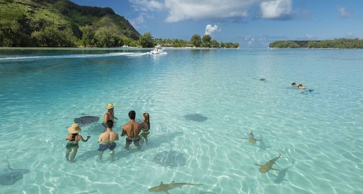Gente caminando en aguas cristalinas poco profundas con mantarrayas y tiburones cerca.