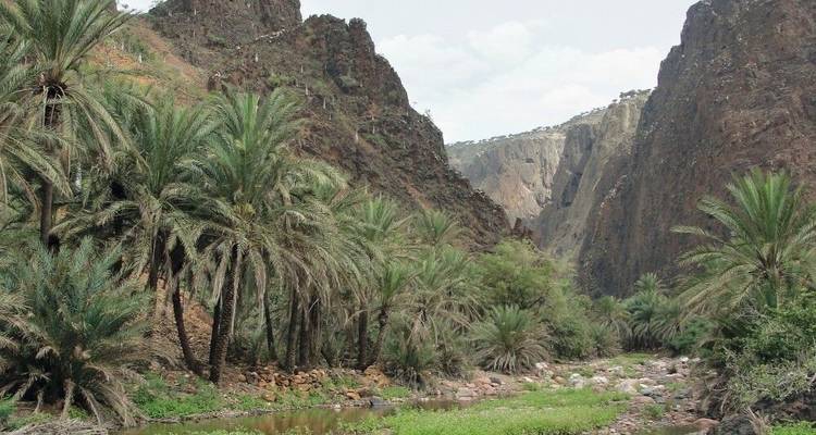 Socotra - Las Galápagos del Océano Índico - DIAMIR Erlebnisreisen 4