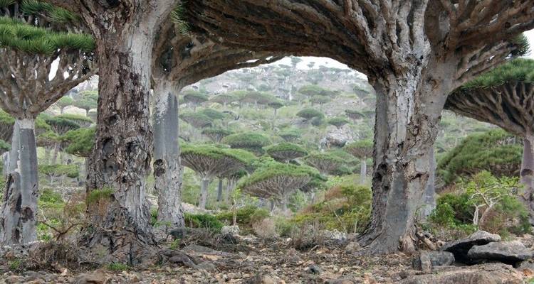 Socotra - Las Galápagos del Océano Índico - DIAMIR Erlebnisreisen 6