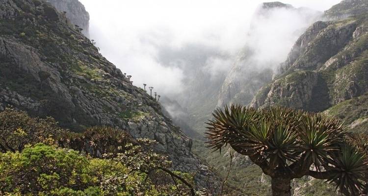 Socotra - Las Galápagos del Océano Índico - DIAMIR Erlebnisreisen 7