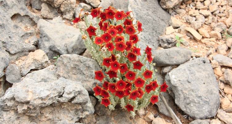 Red flowers blooming among rocks in a desert landscape.